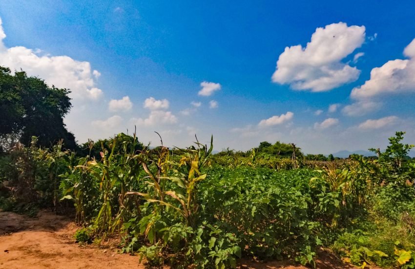 Thaulle Eco Farm